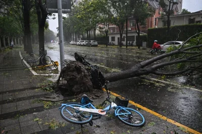 An uprooted tree blocks a street. Near the stump of the tree is a bicycle lying on its side.