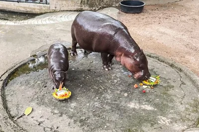 This screengrab taken from handout video footage released by Khao Kheow Open Zoo on November 4, 2024 shows Moo Deng (L), a four-month-old pygmy hippo who has recently become a viral internet sensation, eating a dish of carved fruit with Donald Trump's name in Thai, with its mother Joana (R) in their enclosure at Khao Kheow Open Zoo in Chon Bburi province.