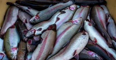 Россельхознадзор ограничил экспорт рыбы из Армении