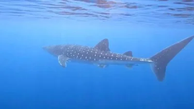 Шестиметровая китовая акула замечена у побережья Эйлата