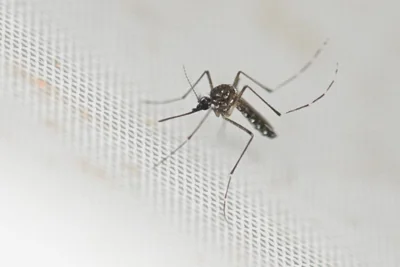 Aedes aegypti mosquitos, pictured, have been driving many of the current dengue outbreaks, which are typically in tropical and subtropical regions.