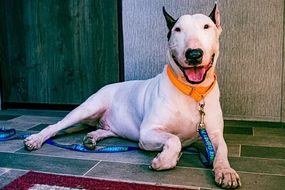 A bull terrier-type dog named Trooper captured the internet's heart after being found tied to a pole in a pool of floodwater near Tampa as the hurricane raged