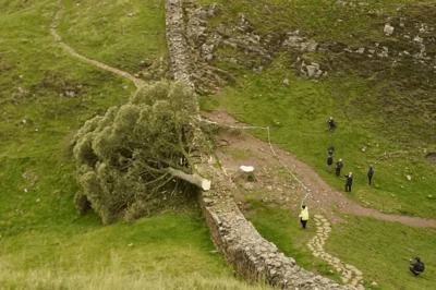 Sycamore Gap update as two men charged after iconic tree chopped down