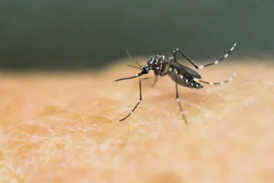 There have been almost 9.7 million cases in the Americas this year from dengue fever, more than in all of 2023.