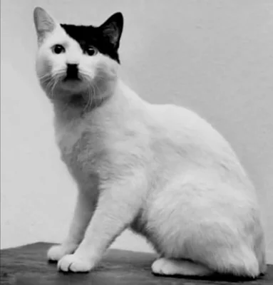 Жителя Сочи оштрафовали за пост с «Котольфом Китлером» — это кот с пятнами, напоминающими усы и прическу Адольфа Гитлера