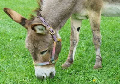 Умер ослик Перри, который стал прототипом для Осла из «Шрека»