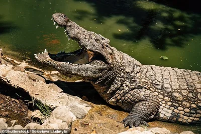 Police have launched an urgent land and water search after a 12-year-old child was reportedly attacked by a crocodile