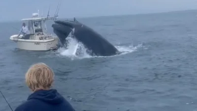 Watch: Breaching whale capsizes boat after landing on top of it in Portsmouth Harbor