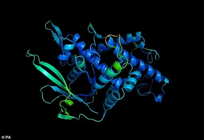 A programme called AlphaFold has taught itself how amino acid molecules arrange themselves to create complex proteins ¿ the building blocks of life (file photo)